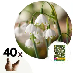 Poletni veliki zvonček - 40 kos - Leucojum aestivium - Cvetne čebulice - Pamet