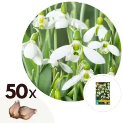Zvonček - 50 kos - Galanthus elwesii - Cvetne čebulice - Pamet