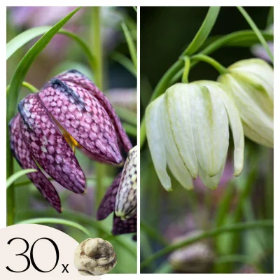 Logarica - 30 kos - Fritillaria 'meleagris' - Cvetne čebulice