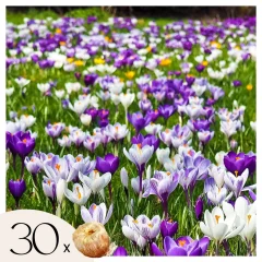 Žafran - 30 kos - Crocus 'Large Flowering Mix' - Cvetne čebulice