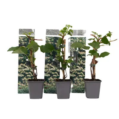 Vzpenjava hortenzija - 3 kos - Hydrangea anomale petiolaris - V25-40cm - ⌀9cm