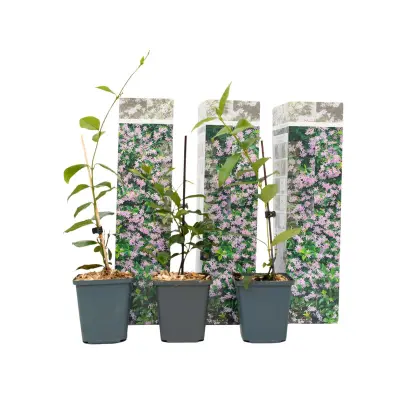 Zvezdasti jasmin - 3 kos - Trachelospermum jasminoides - Višina 25-40cm - ⌀9cm