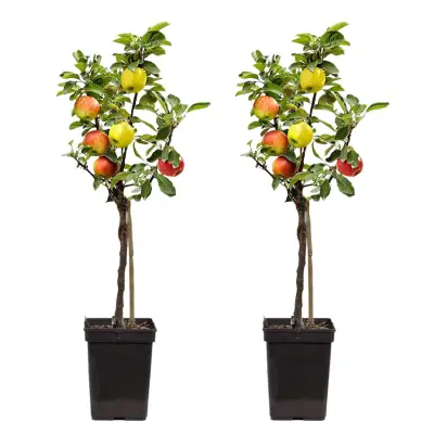Jablan - 2 kos - Malus - Višina 60-70cm - ⌀17cm