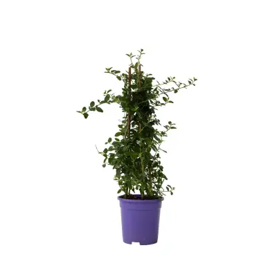 Koprivček - Ceanothus thyrsiflorus Repens - Višina 60-70cm - ⌀17cm