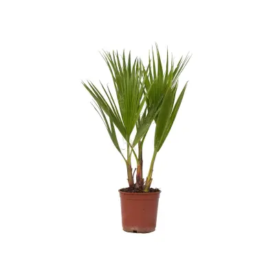 Mehiška pahljačasta palma - Washingtonia robusta - Višina 50-60cm - ⌀15cm
