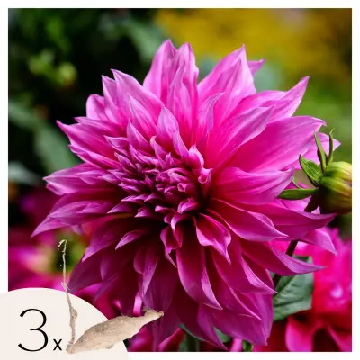 Korenine dalije - 3 kos - Dahlia 'Café au lait Rosé' - Cvetne čebulice