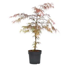 Japonski javor - Acer palmatum 'Atropurpureum' - Višina 60-70cm - ⌀19cm