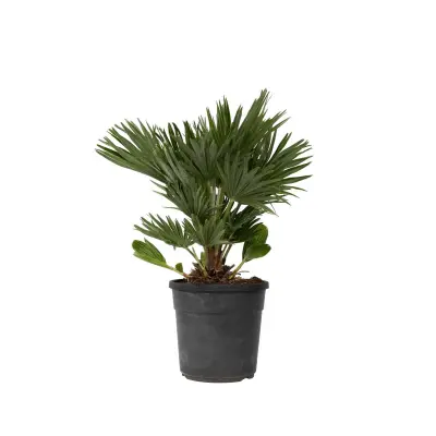 Evropska palma - Chamaerops 'Vulcano' - Višina 45-55cm - ⌀24cm
