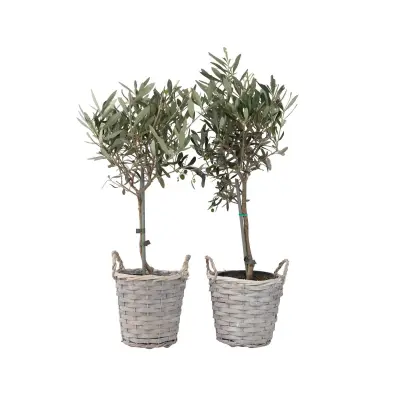 Oljka - 2 kos - Olea europaea - Višina 50-60cm - ⌀14cm