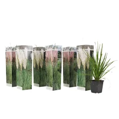 Pampaška trava - 6 kos - Cortaderia selloana - Višina 25-40cm - ⌀9cm