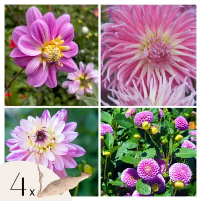 Korenine dalije - 4 kos - Dahlia 'Pink Love' - Cvetne čebulice
