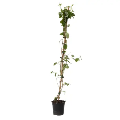 Kosteničevje - Lonicera x Heckrotti 'American Beauty' - Višina 110-120cm - ⌀17cm