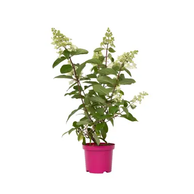Hortenzija - 4 kos - Hydrangea paniculata 'Pinky Winky' - Višina 25-40cm - ⌀19cm