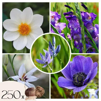 Čebulice 'Garden VJ Blue' - 250 kos - Dahlia, Gladiolus, Freesia, Oxalis