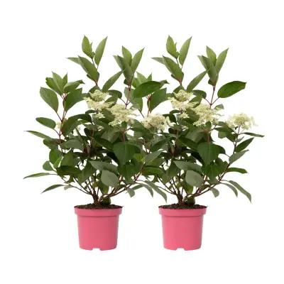 Hortenzija - 2 kos - Hydrangea paniculata 'Early Harry' - Višina 25-40cm - ⌀19cm