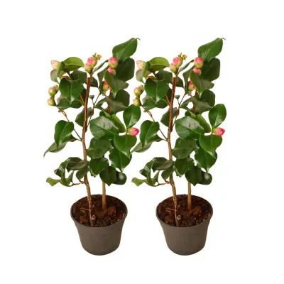 Japonska kamelija - 2 kos - Camellia 'Dr. King' - Višina 50-60cm - ⌀15cm