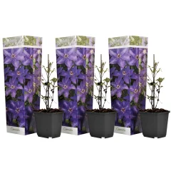 Srobot - 3 kos - Clematis 'The President' - Višina 25-40cm - ⌀9cm