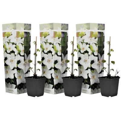 Srobot - 3 kos - Clematis hybrid 'Mme Le Coultre' - Višina 25-40cm - ⌀9cm