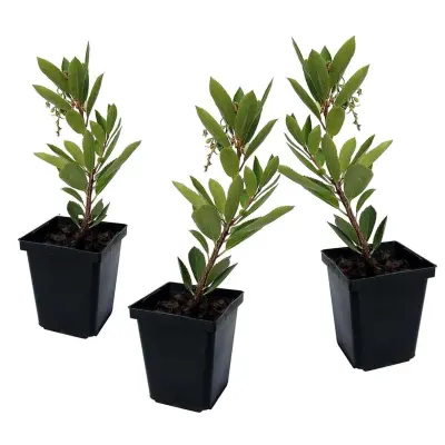 Jagodičnica - 3 kos - Arbutus 'Unedo' - Višina 25-40cm - ⌀9cm