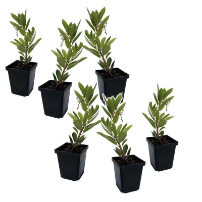 Jagodičnica - 6 kos - Arbutus 'Unedo' - Višina 25-40cm - ⌀9cm