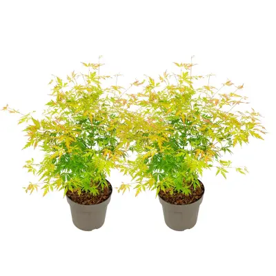 Japonski javor - 2 kos - Acer palmatum 'Orange Lace' - Višina 60-70cm - ⌀19cm