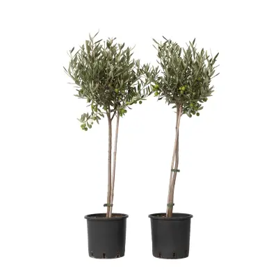 Oljka - 2 kos - Olea europaea - Višina 80-90cm - ⌀19cm