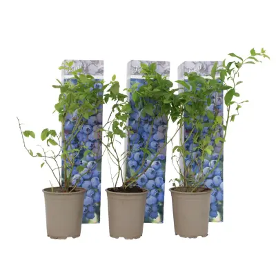 Ameriška žlahtna borovnica - 3 kos - Vaccinium - Višina 25-40cm - ⌀9cm