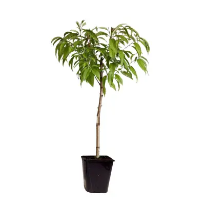 Breskev - Prunus persica 'Saturne' - Višina 60-70cm - ⌀15cm