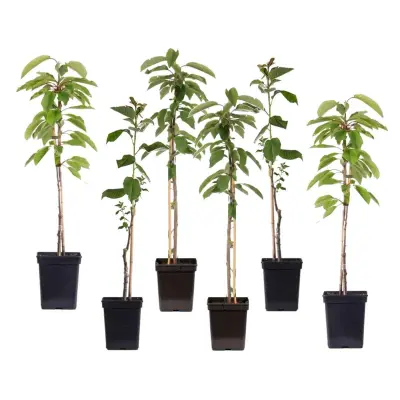 Jablan - 6 kos - Malus - Višina 60-70cm - ⌀9cm