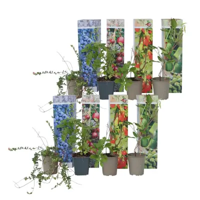 Mešanica za smoothie - 8 kos - Actinidia, Vaccinium, Lycium - V25-40cm - ⌀9cm