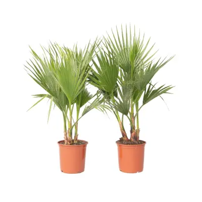 Mehiška pahljačasta palma - 2 kos - Washingtonia - Višina 70-90cm - ⌀21cm