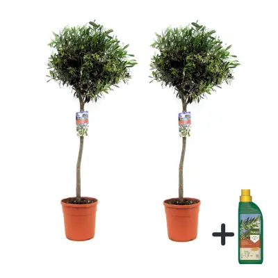 Oljka - 2 kos - Olea europaea - Višina 90-100cm - ⌀21cm