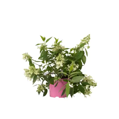 Hortenzija - Hydrangea paniculata 'Confetti' - Višina 25-40cm - ⌀19cm