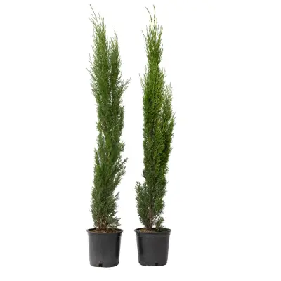 Vednozelena cipresa - 2 kos - Cupressus sempervirens - Višina 70-80cm - ⌀19cm