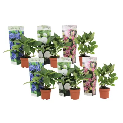 Hortenzija - 6 kos - Hydrangea macrophylla - Višina 25-40cm - ⌀9cm
