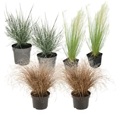 Okrasna travna mešanica - 6 kos - Stipa, Festuca, Carex - V15-25cm - ⌀10,5cm