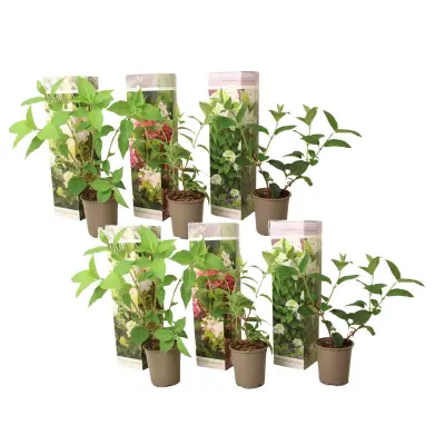 Hortenzija - 6 kos - Hortensia paniculata - Višina 25-35cm - ⌀9cm