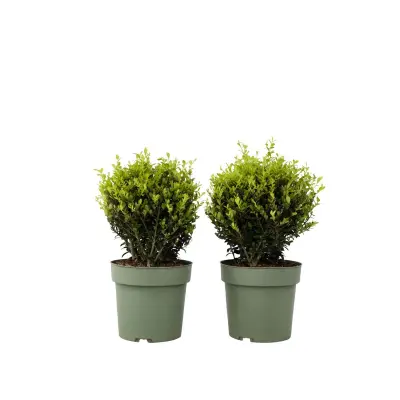 Japonska bodika - Ilex crenata 'Jenny' - Višina 30-40cm - ⌀17cm