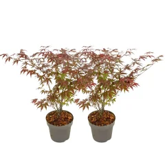 Japonski javor - 2 kos - Acer palmatum 'Atropurpureum' - Višina 60-70cm - ⌀19cm