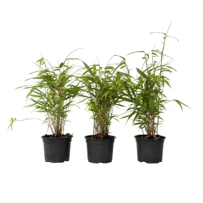 Bambus - 3 kos - Fargesia papyrifera 'Grex' - Višina 30-40cm - ⌀13cm