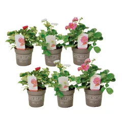 Jagode - 6 kos - Fragaria 'Summer Breeze' - Višina 15-25cm - ⌀10,5cm