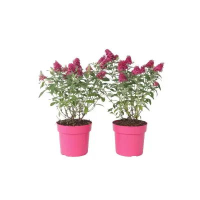 Davidov metuljnik - 2 kos - Buddleja davidii 'Candy' - Višina 30-40cm - ⌀19cm