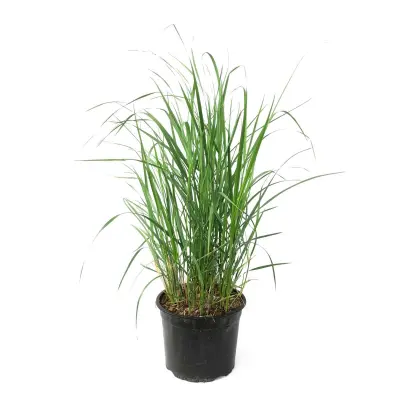 Šašulica - Calamagrostis 'Karl Foerster' - Višina 40-60cm - ⌀23cm