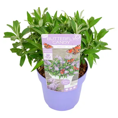 Davidov metuljnik - Buddleja davidii 'Candy' - Višina 30-40cm - ⌀19cm