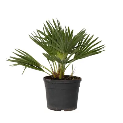 Evropska palma - Chamaerops 'Vulcano' - Višina 35-45cm - ⌀19cm