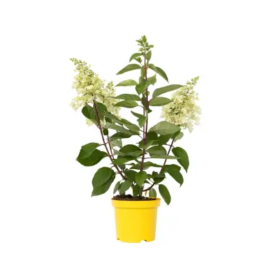 Hortenzija - Hydrangea paniculata 'Candlelight' - Višina 25-40cm - ⌀19cm