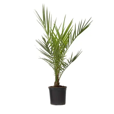 Kanarski datljevec - Phoenix canariensis - Višina 50-60cm - ⌀15cm