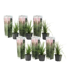 Pampaška trava - 6 kos - Cortaderia selloana - Višina 25-40cm - ⌀9cm