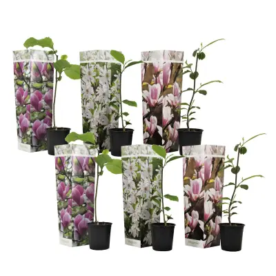 Magnolija - 6 kos - Magnolia - Višina 25-40cm - ⌀9cm