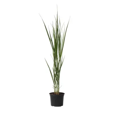 Trajno proso - Panicum virgatum 'Northwind' - Višina 40-60cm - ⌀23cm
